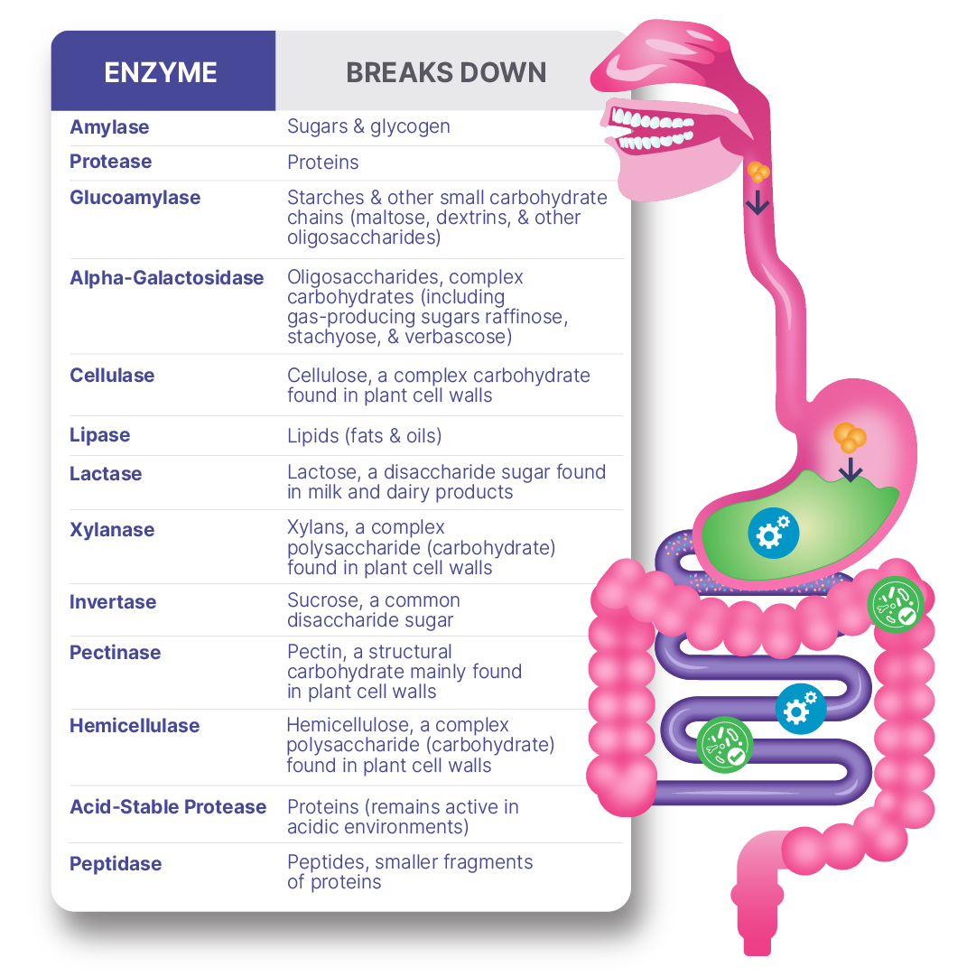 MicroBiome Lab DigestMate
