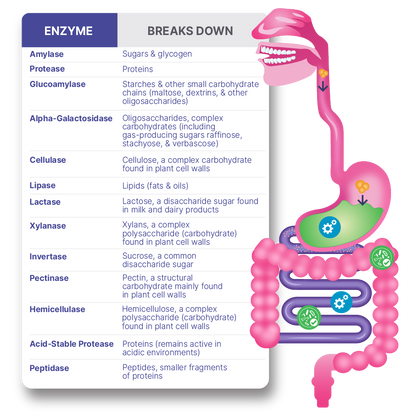 MicroBiome Lab DigestMate